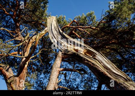 Alte Kiefer in der Heide des Westrupers, Haltern am See, Nordrhein-Westfalen, Deutschland. alte Kiefer in der Westruper Heide, Haltern am See, Nordrhein-W. Stockfoto