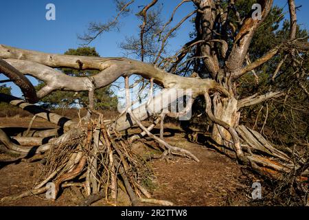 Überreste einer alten gefallenen Kiefer in der Westruperheide, Haltern am See, Nordrhein-Westfalen, Deutschland. Ueberreste einer alten gefallenen Kiefer in Stockfoto