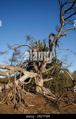 Überreste einer alten gefallenen Kiefer in der Westruperheide, Haltern am See, Nordrhein-Westfalen, Deutschland. Ueberreste einer alten gefallenen Kiefer in Stockfoto