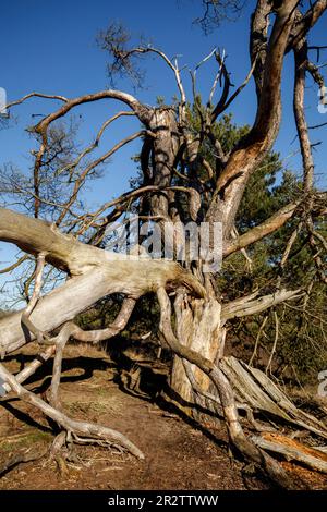 Überreste einer alten gefallenen Kiefer in der Westruperheide, Haltern am See, Nordrhein-Westfalen, Deutschland. Ueberreste einer alten gefallenen Kiefer in Stockfoto