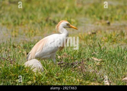 Rinder-Egrets (Bubulcus ibis) männlich in Zuchthupferei an einem Fluss, Andalusien, Spanien. Stockfoto