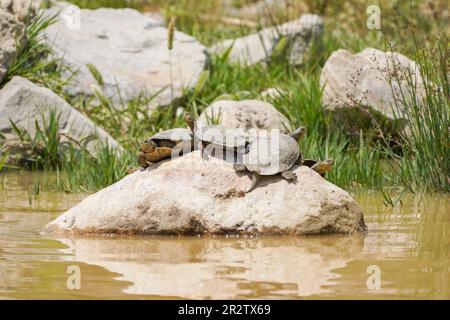 Spanische Teichschildkröte (Mauremys leprosa), die sich auf einem Felsen in einem Fluss in Andalusien, Spanien, sonnt. Stockfoto