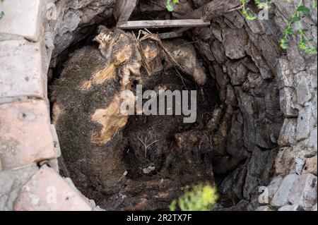 Velyka Oleksandrivka, Ukraine. 19. Mai 2023. Schweine auf dem Grund eines Brunnens auf einem Bauernhof gefunden, der während des Krieges zwischen Russland und der Ukraine auf einem Bauernhof in Velyka Oleksandrivka, Ukraine, zerstört wurde. (Foto: Michael Brochstein/Sipa USA) Guthaben: SIPA USA/Alamy Live News Stockfoto