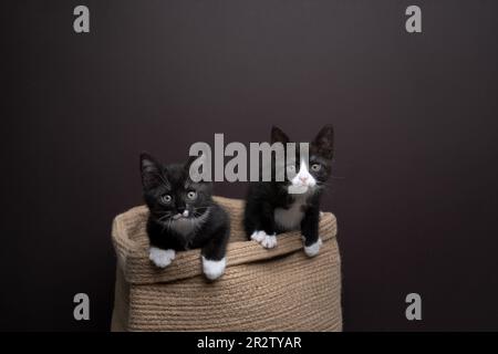 Zwei neugierige und verspielte Kätzchen im Smoking, die aus einem Korb kommen und in die Kamera schauen. Brauner Studiohintergrund mit Kopierbereich Stockfoto