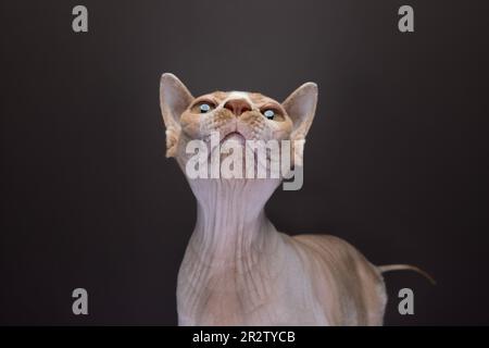 Komisches Porträt einer haarlosen sphynx-Katze, die aufsieht. studio-Aufnahmen auf braunem Hintergrund mit Kopierbereich Stockfoto