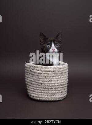 Ein schwarz-weißes Kätzchen, das in einem Korb auf dunklem Hintergrund sitzt, ein Foto, das in einem Studio gemacht wurde, die Katze sieht merkwürdig aus Stockfoto