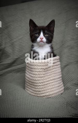 Süßes Smoking-Kätzchen in einem kleinen Korb. Die kleine Katze kommt aus dem Warmkorb und sieht zärtlich in die Kamera. Stockfoto