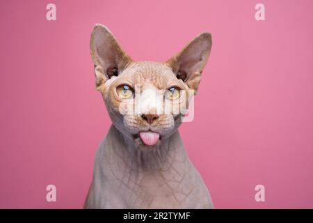 Lustige Sphynx-Katze, die aus der Zunge ragt und wütend aussieht. studio-Porträt auf pinkfarbenem Hintergrund mit Kopierbereich Stockfoto