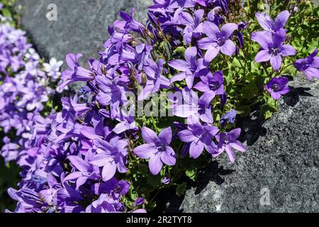 Lila Glockenblumen, ak Campanula, die wild wachsen und an den Gartenwänden in Devon hängen Stockfoto