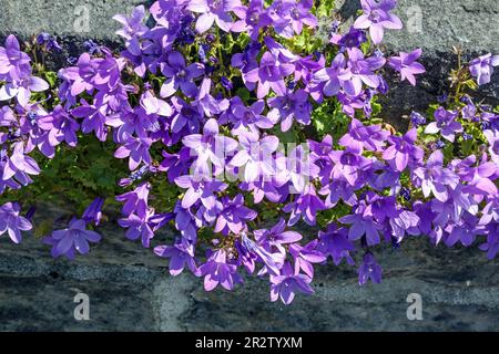 Lila Glockenblumen, ak Campanula, die wild wachsen und an den Gartenwänden in Devon hängen. Der Campanula portenschlagiana ist der wissenschaftliche Name, aber auch bekannt als Da Stockfoto