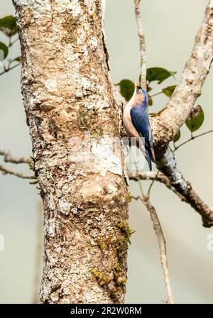 Ein Nacktschnecke, der den Stamm eines Baumes in den tiefen Dschungeln von Thattekad in Kerala erklimmt Stockfoto