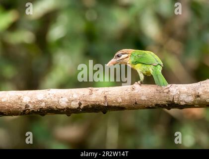 Eine weiße Wangenbarbet auf einem Baumzweig am Stadtrand von Thattekad in kerala Stockfoto