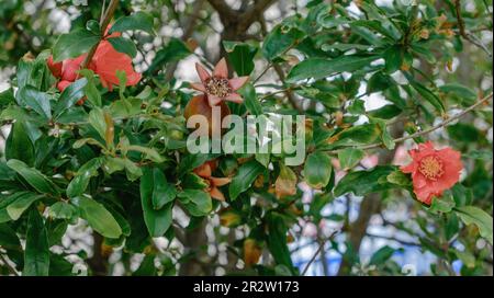 Rote Granatapfelblüten auf Granatapfelbaum im Garten Stockfoto