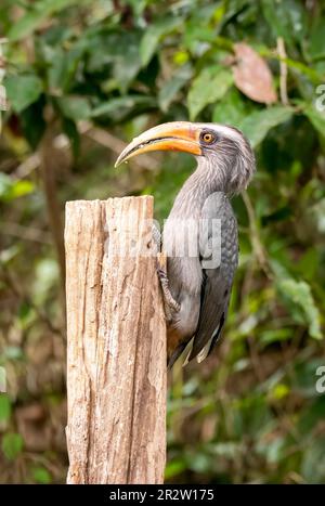 Ein malabarhornvogel, hoch oben auf einem Ast im tiefen Dschungel am Stadtrand von Thattekad, Kerala Stockfoto