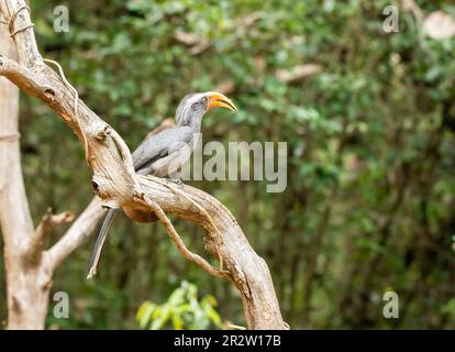 Ein malabarhornvogel, hoch oben auf einem Ast im tiefen Dschungel am Stadtrand von Thattekad, Kerala Stockfoto