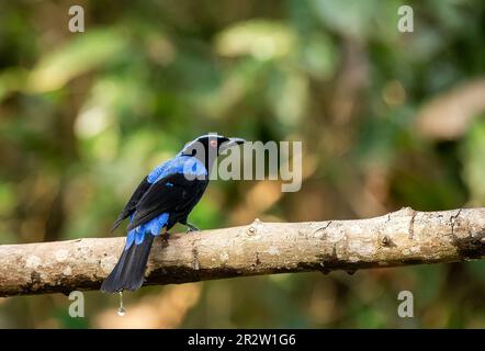 Ein blauer asiatischer Feenvogel, der auf einem Ast am Stadtrand von Thattekad, Munnar, hockte Stockfoto