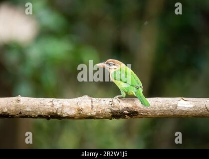 Eine weiße Wangenbarbet auf einem Baumzweig am Stadtrand von Thattekad in kerala Stockfoto