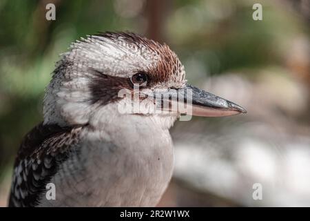 Kookaburra Stockfoto