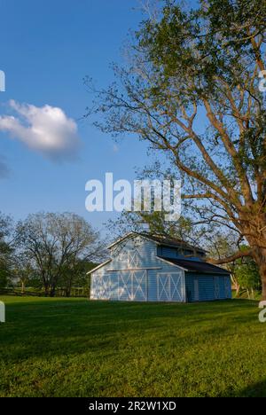 Blauer Himmel mit weißen Wolken im Abendlicht über eine holländische Scheune in einer Pekanbäume-Paddock in Richmond Texas. Stockfoto