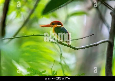 Ein orientalischer Zwerg Kingfisher alias ODKF, der auf einem kleinen Ast im tiefen Dschungel am Stadtrand von Thattekad, Kerala, hockte Stockfoto