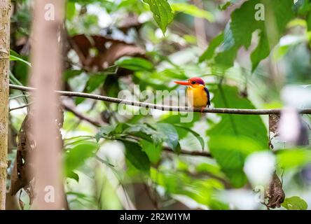 Ein orientalischer Zwerg Kingfisher alias ODKF, der auf einem kleinen Ast im tiefen Dschungel am Stadtrand von Thattekad, Kerala, hockte Stockfoto