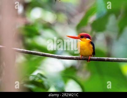 Ein orientalischer Zwerg Kingfisher alias ODKF, der auf einem kleinen Ast im tiefen Dschungel am Stadtrand von Thattekad, Kerala, hockte Stockfoto