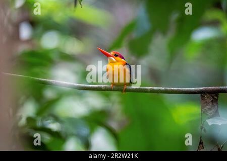 Ein orientalischer Zwerg Kingfisher alias ODKF, der auf einem kleinen Ast im tiefen Dschungel am Stadtrand von Thattekad, Kerala, hockte Stockfoto