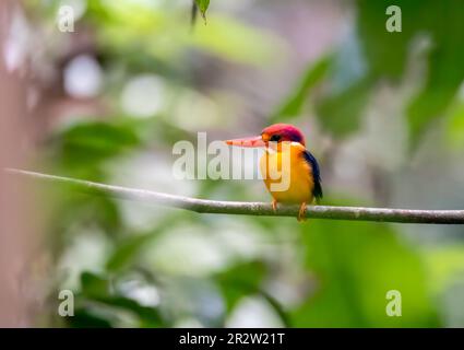 Ein orientalischer Zwerg Kingfisher alias ODKF, der auf einem kleinen Ast im tiefen Dschungel am Stadtrand von Thattekad, Kerala, hockte Stockfoto