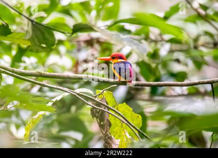 Ein orientalischer Zwerg Kingfisher alias ODKF, der auf einem kleinen Ast im tiefen Dschungel am Stadtrand von Thattekad, Kerala, hockte Stockfoto