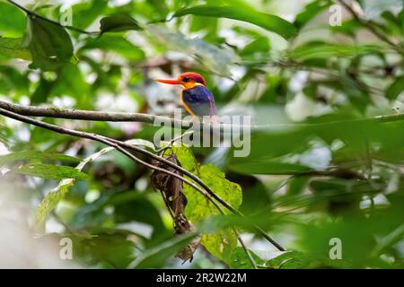 Ein orientalischer Zwerg Kingfisher alias ODKF, der auf einem kleinen Ast im tiefen Dschungel am Stadtrand von Thattekad, Kerala, hockte Stockfoto