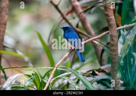 Ein blauer Fliegenfänger, der auf einem kleinen Zweig in den tiefen Wäldern von Thattekad in Kerala thront Stockfoto