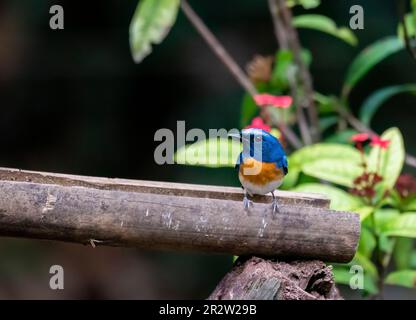 Ein blauer Fliegenfänger, der auf einem kleinen Zweig in den tiefen Wäldern von Thattekad in Kerala thront Stockfoto