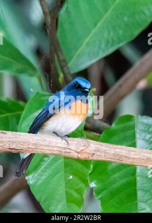 Ein blauer Fliegenfänger, der auf einem kleinen Zweig in den tiefen Wäldern von Thattekad in Kerala thront Stockfoto