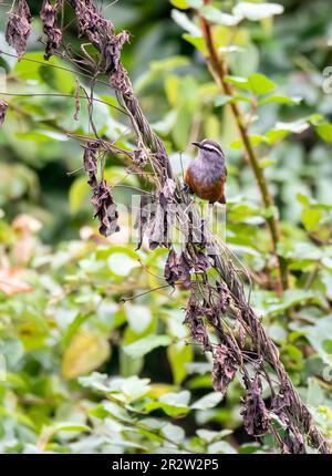 Ein lachender Palani, hoch oben auf einem kleinen Zweig in einem Busch am Stadtrand von Munnar in Kerala Stockfoto