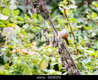 Ein lachender Palani, hoch oben auf einem kleinen Zweig in einem Busch am Stadtrand von Munnar in Kerala Stockfoto