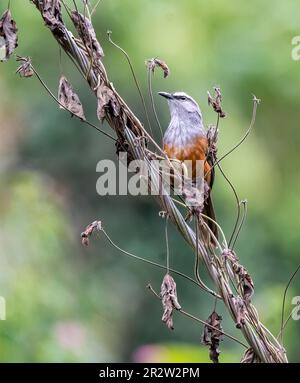 Ein lachender Palani, hoch oben auf einem kleinen Zweig in einem Busch am Stadtrand von Munnar in Kerala Stockfoto