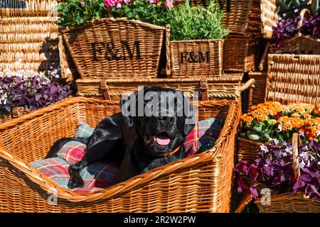 REDAKTIONELLE USE ONLY Bonnie bei Goodwoof 2023, einer Hundeveranstaltung im Goodwood Estate, Chichester. Foto: Sonntag, 21. April 2023. Stockfoto