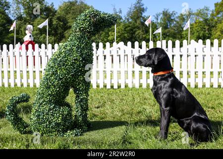 REDAKTIONELLE USE ONLY Bonnie bei Goodwoof 2023, einer Hundeveranstaltung im Goodwood Estate, Chichester. Foto: Sonntag, 21. April 2023. Stockfoto