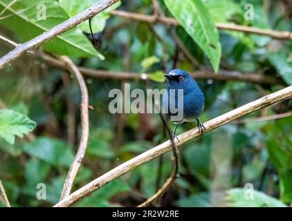 Ein Nilgiri Sholakili, hoch oben auf einem kleinen Zweig in einem dicken Busch am Stadtrand von Munnar, Kerala Stockfoto