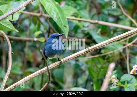 Ein Nilgiri Sholakili, hoch oben auf einem kleinen Zweig in einem dicken Busch am Stadtrand von Munnar, Kerala Stockfoto