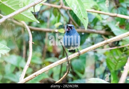 Ein Nilgiri Sholakili, hoch oben auf einem kleinen Zweig in einem dicken Busch am Stadtrand von Munnar, Kerala Stockfoto