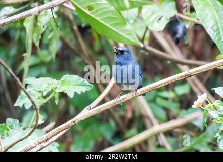 Ein Nilgiri Sholakili, hoch oben auf einem kleinen Zweig in einem dicken Busch am Stadtrand von Munnar, Kerala Stockfoto