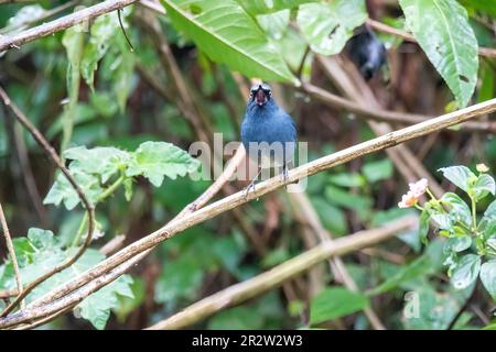 Ein Nilgiri Sholakili, hoch oben auf einem kleinen Zweig in einem dicken Busch am Stadtrand von Munnar, Kerala Stockfoto