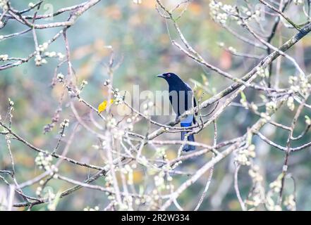 Ein blauer asiatischer Feenvogel, der auf einem Ast am Stadtrand von Thattekad, Munnar, hockte Stockfoto