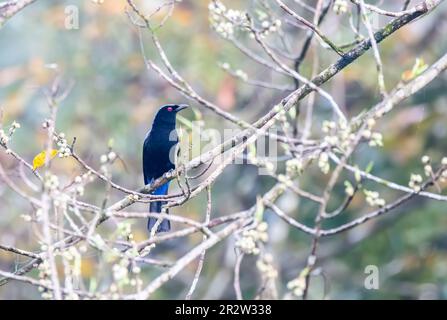 Ein blauer asiatischer Feenvogel, der auf einem Ast am Stadtrand von Thattekad, Munnar, hockte Stockfoto