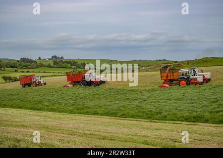Silageernte mit doppeltem Häcksler mit David Brown-Traktoren und Taarup-Erntemaschine. Stockfoto