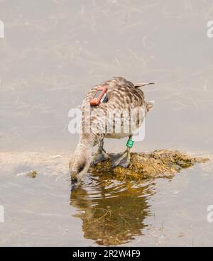 Marmorente, weibliche Marmorblaugrün (Marmaronetta angustirostris) mit Radiosender im Naturschutzgebiet Malaga, Spanien. Stockfoto