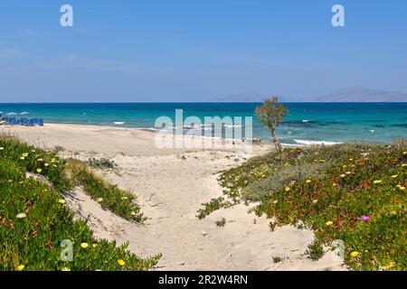 Wunderschöner Marmari Strand mit goldenem Sand und türkisfarbenem Wasser. Die Insel Kos, Greec Stockfoto