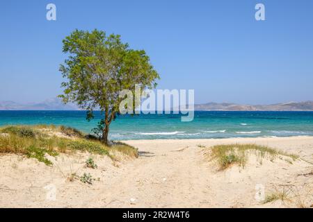 Wunderschöner Marmari Strand mit goldenem Sand und türkisfarbenem Wasser. Die Insel Kos, Greec Stockfoto