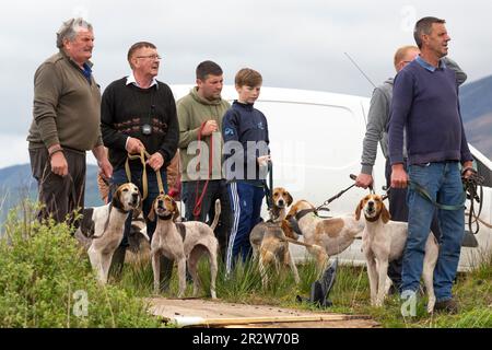 Portmagee, County Kerry, Irland. 21. Mai 2023. Beagles und ihre Besitzer treten in einer Drag Hunt an, einem lokalen humanen Sport. County Kerry, Irland Kredit: Stephen Power/Alamy Live News Stockfoto